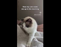 Cat knead bite hair to wake up woman