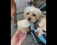 Dogs in stroller eat ice cream