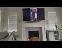 Dog watch bark at DDOI video part 1