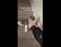 Cat gets touched on nose and freezes on stairs