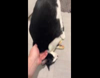 Man explains cats orange paw because of spaghetti