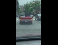 Guy in convertible car holds large plant