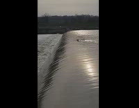 Dog swept away by river current