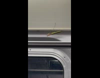Green praying mantis inside subway 