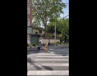 Woman Poses in the Middle of Crosswalk on Knee