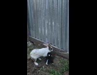 White female rabbit get on male rabbit