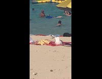 Seagull mouth open sit on towel beach