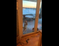 Cat stand and wipe on backdoor glass