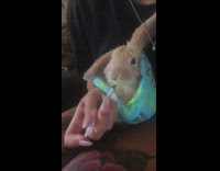 Orange Bunny in Blue Blanket Drinks Orange Liquid Out Of Syringe