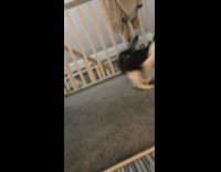 Dog hits cat and then ran away