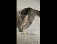 Grey cat lays down on floor and folds in arms