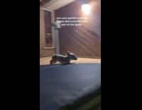 Puppy learns to cross on safe part of pool 