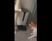 Collab Clips mpugc - Orange white cat food dispenser