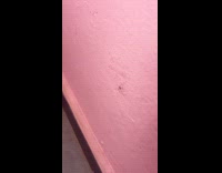 Thin spider crawls and moves on wall