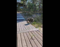 Big dog jumps with toy in mouth 