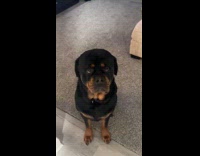 Rottweiler giving hooman puppy eyes