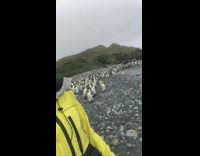 Flock of penguins follow guy