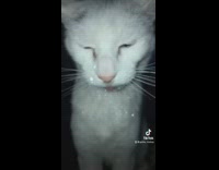 White cat drinking water out of bottle has water all over its fur