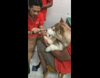 Brown white husky dog gets nails cut 