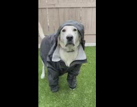 Two dogs pina colada song black jacket