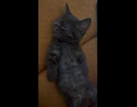 Collab PLC - Adorable kitten lays down and sleeps on couch 