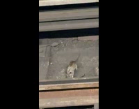 Rats fighting over dirty tissue napkin