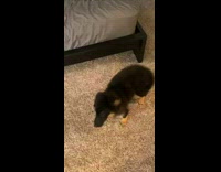 Black puppy pushes lamp with cat on it over 