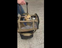 Small brown dog sunglasses blue harness Chihuahua 