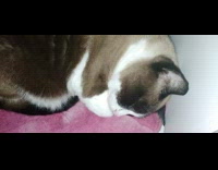 Cat asleep on pink rug snores loud