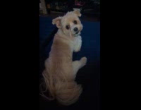 Dog gives nod when asked if ready