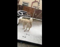 White dog sniffs snow on the yard