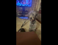 Two dogs wait stares at owners food