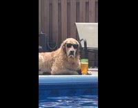 Dog at pool beer sunglasses