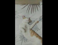 Cat arms spread sleep like human bed