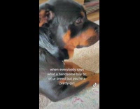 Black dog laying on floor looks at camera