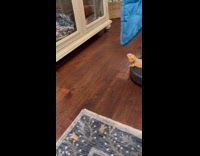 Submitter shows bearded dragon rides robot vacuum 