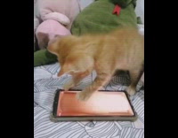 Orange kitten cat plays game on phone 