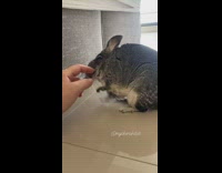 Chinchilla Does not Want to be Pet 