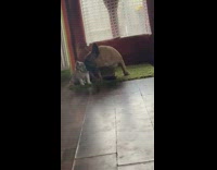 Pug plays with small kitten