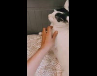 Cats do not like to be pet