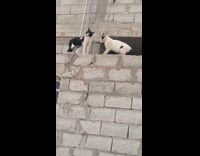 Guy hiss at two cats on hollow blocks wall