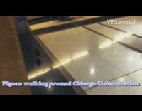 Black pigeon walk around food court  station