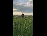 Saint Bernard puppy dog runs grass sunset 