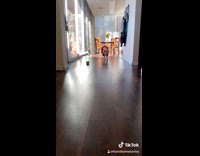 Golden retriever in red jersey runs towards camera slow motion