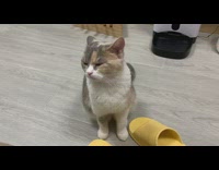 Grey brown white cat sits yellow slippers