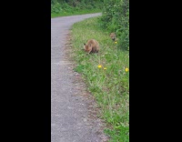 Two young fox beside the road grass