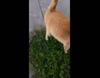 Cat getting pets on the street runs to fight white cat 