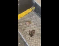 Brown bat on subway stairs steps 