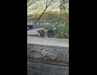 Curious Young Raccoons Comes Out of Hideout