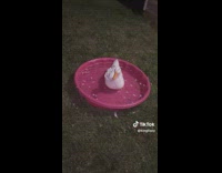 Collab Clips MPUGC - Woman shows friends pet duck